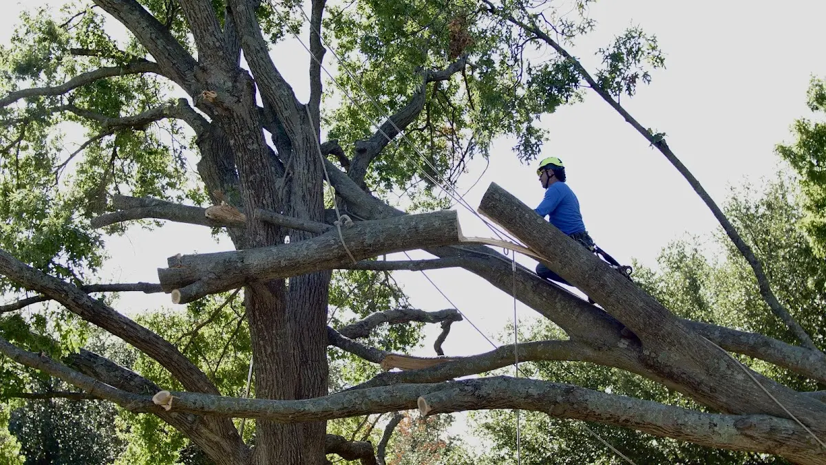 Professional Crown Thinning performed by certified arborists in Meriden