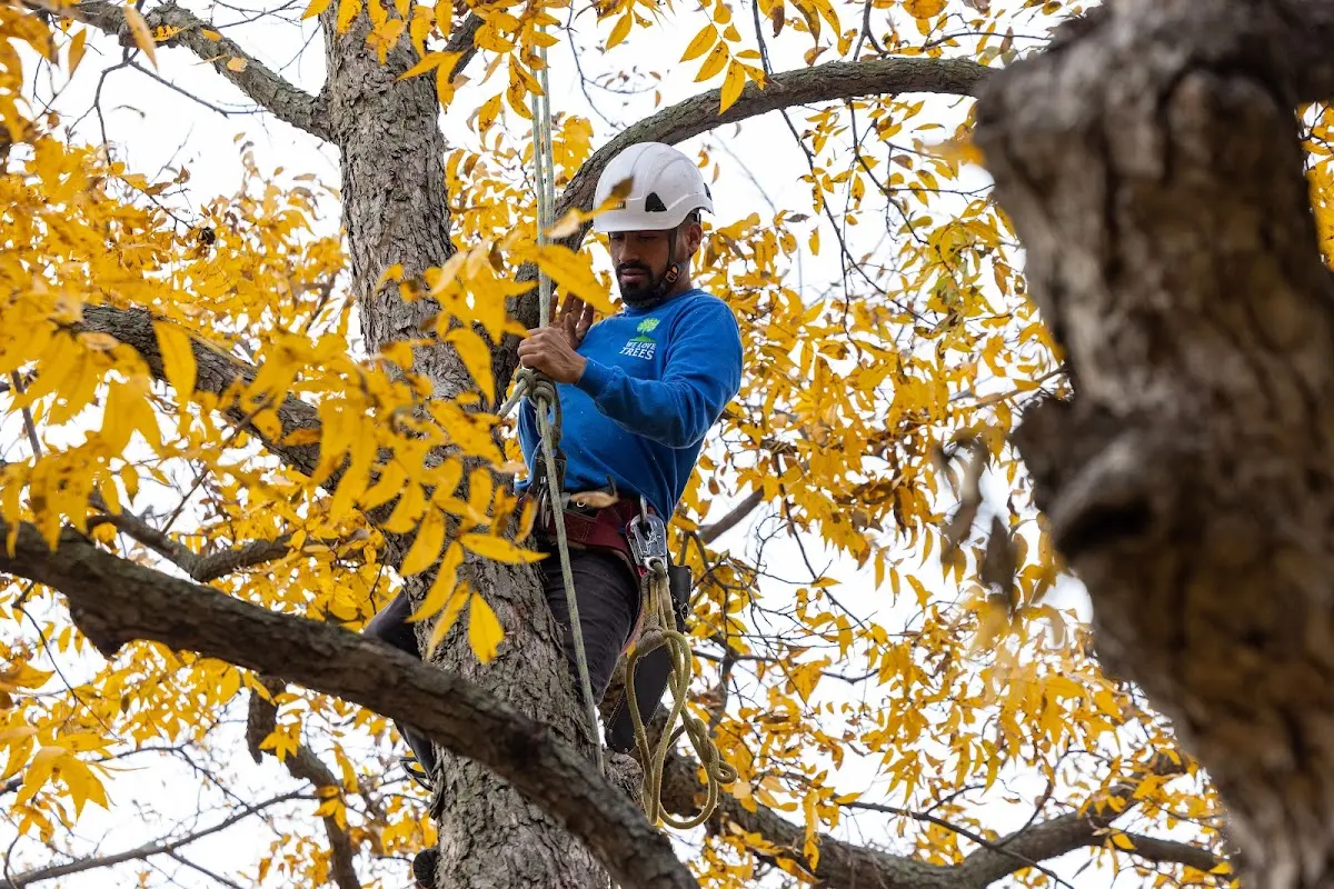 Skilled Tree Planting crew working in Meriden