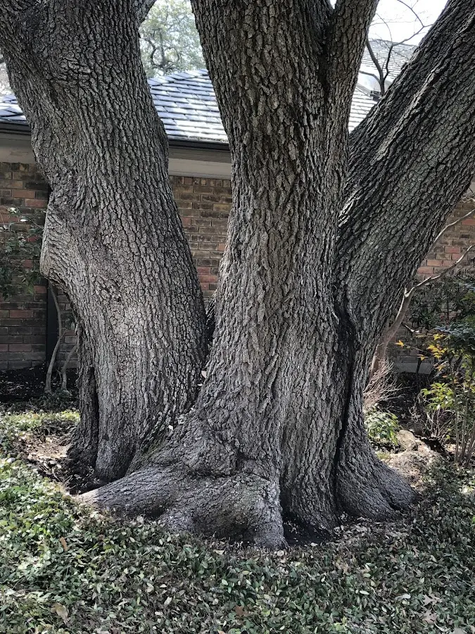 Mature heritage tree close to a Meriden property cared for by certified arborists