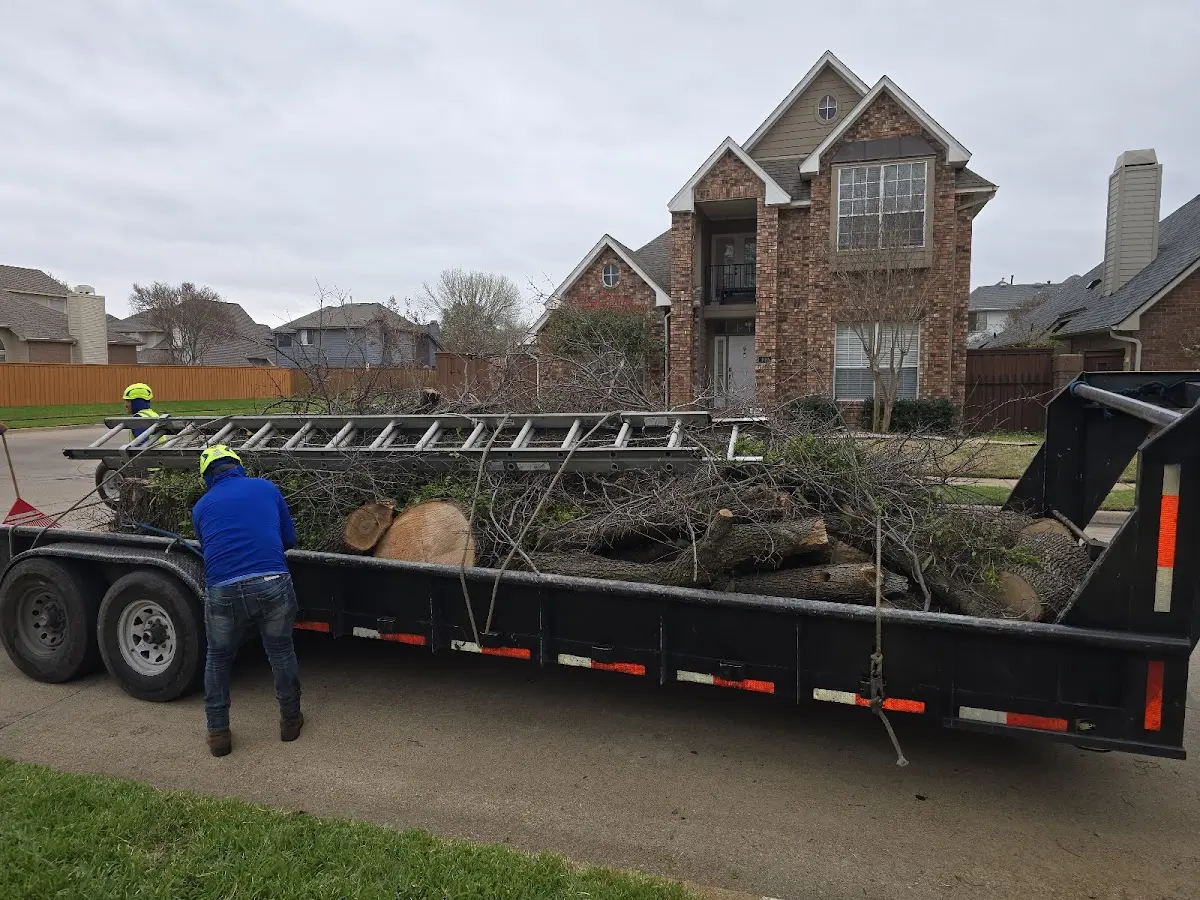 Expert Tree Pest Control with proper safety equipment in Meriden